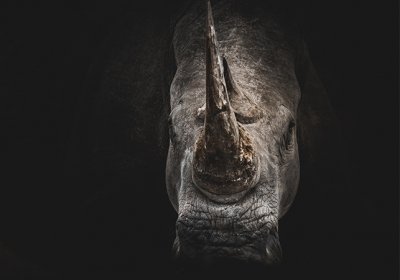 451 x 643 ED5 world rhino day